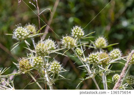 Field eryngo showcases spiky green flowers blooming in a sunny habitat during late spring in open grasslands Field eryngo showcases spiky green flowers blooming in a sunny habitat during late spring in open grasslands 136575654