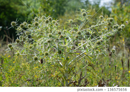 Field Eryngo thrives in a natural habitat with green foliage and spiky flower heads under bright sunlight during summertime Field Eryngo thrives in a natural habitat with green foliage and spiky flower heads under bright sunlight during summertime 136575656