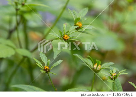 Observation of Bidens tripartita showcasing vibrant yellow flowers in a lush green environment during the summer season Observation of Bidens tripartita showcasing vibrant yellow flowers in a lush green environment during the summer season 136575661