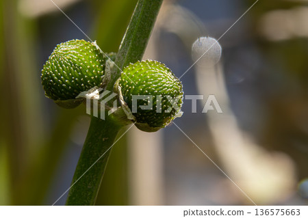 Common arrowhead plant Sagittaria sagittifolia showing vibrant green fruits above water thriving in a wetland habitat during summer season Common arrowhead plant Sagittaria sagittifolia showing vibrant green fruits above water thriving in a wetland habitat during summer season 136575663