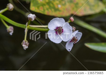 Common arrowhead plant Sagittaria sagittifolia blooming in a freshwater habitat with dark water and lush green foliage 136575665