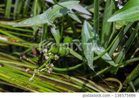 Common arrowhead grows in freshwater habitat displaying distinct foliage and emerging flower buds during mid-summer season Common arrowhead grows in freshwater habitat displaying distinct foliage and emerging flower buds during mid-summer season 136575666
