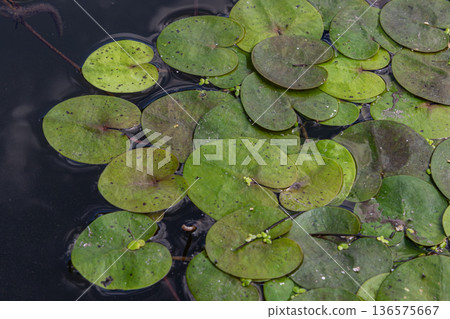 Floating Frogbit plants thrive on the surface of a calm aquatic environment creating a vibrant green tapestry against the dark water Floating Frogbit plants thrive on the surface of a calm aquatic environment creating a vibrant green tapestry against the dark water 136575667