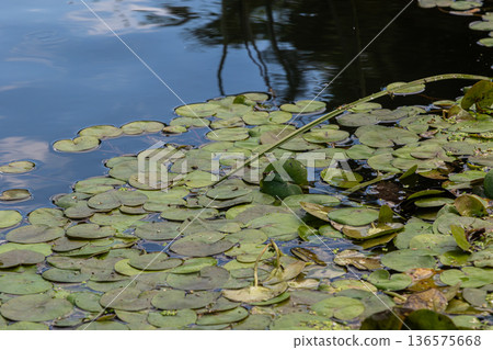 Floating hydrocharis morsus-ranae common frogbit creates lush green cover on calm waters in a natural habitat during sunny daylight Floating hydrocharis morsus-ranae common frogbit creates lush green cover on calm waters in a natural habitat during sunny daylight 136575668