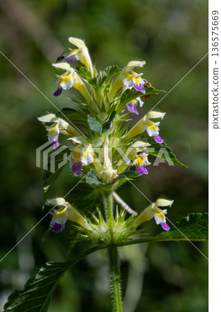 Galeopsis speciosa displays vibrant yellow and purple flowers in a natural habitat during summer daylight hours Galeopsis speciosa displays vibrant yellow and purple flowers in a natural habitat during summer daylight hours 136575669