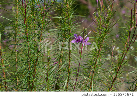 Beautiful fireweed blooms among lush green foliage in a natural landscape during the summer season in North America Beautiful fireweed blooms among lush green foliage in a natural landscape during the summer season in North America 136575671