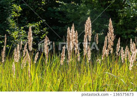 Wood small-reed stands tall in a vibrant green landscape during a sunny afternoon 136575673