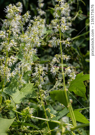 Echinocystis lobata blooming in a lush green setting showcasing delicate white flowers during late spring in a natural habitat 136575676