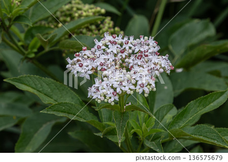 Dwarf elder Sambucus ebulus features clusters of white flowers thriving in a lush green environment during summer days Dwarf elder Sambucus ebulus features clusters of white flowers thriving in a lush green environment during summer days 136575679
