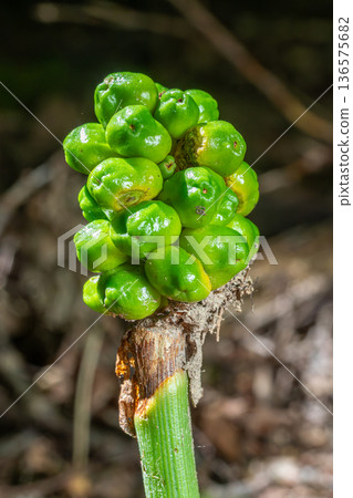Berries of Arum maculatum growing abundantly on a wooded forest floor in late spring 136575682