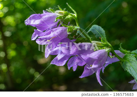 Creeping bellflower in vibrant purple blooming during spring near a forest edge in sunlight 136575683