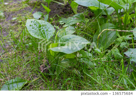 Broadleaf plantain thriving in a grassy area with lush green leaves under natural light 136575684