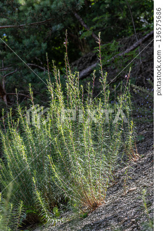 Fireweed thriving in a natural setting showcasing vibrant green foliage in an undisturbed forest environment during late spring Fireweed thriving in a natural setting showcasing vibrant green foliage in an undisturbed forest environment during late spring 136575686
