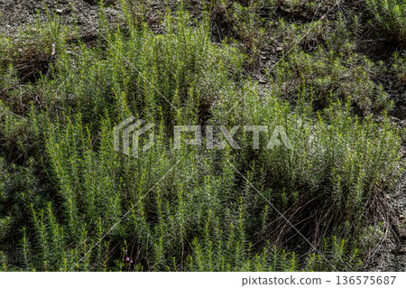Fireweed thrives in a sunny environment showcasing vibrant green foliage and displaying its resilience in natural landscapes during summer Fireweed thrives in a sunny environment showcasing vibrant green foliage and displaying its resilience in natural landscapes during summer 136575687