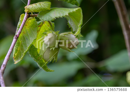 Clusters of unripe Corylus avellana nuts surrounded by vibrant green leaves in a temperate forest during late spring Clusters of unripe Corylus avellana nuts surrounded by vibrant green leaves in a temperate forest during late spring 136575688