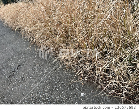 Dead autumn trees blocking the sidewalk Dead autumn trees blocking the sidewalk 136575698