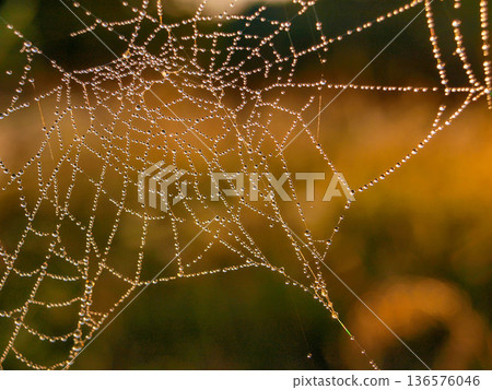 Cobwebs in the morning sun, with dew drops. Diamonds of dew drops. Cobwebs in the morning sun, with dew drops. Diamonds of dew drops. 136576046
