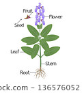 Parts of a sage plant on a white background. 136576052