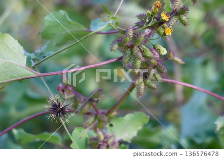 蒼耳與鬼針草 2 蒼耳與鬼針草 2 136576478