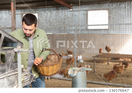 Man farmer with basket taking chickens eggs at chicken-house closeup 136576647