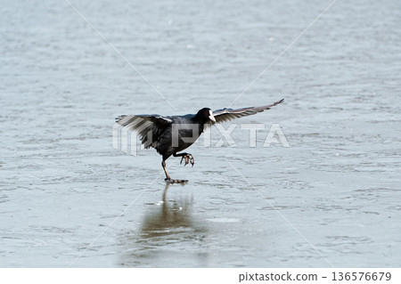 A coot slips on the ice and can't fly 136576679