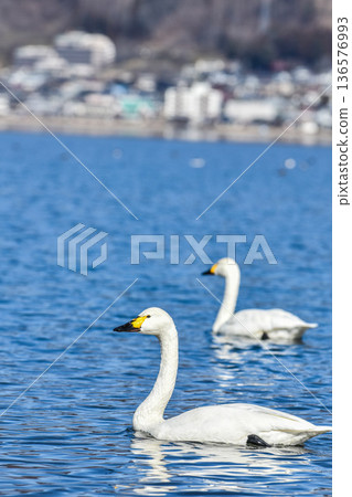 諏訪湖上漂浮的天鵝 136576993