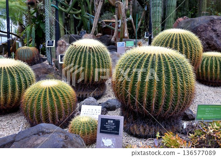 金沙奇仙人掌 136577089