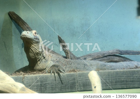 Living dinosaur "Komodo dragon" Living dinosaur "Komodo dragon" 136577090