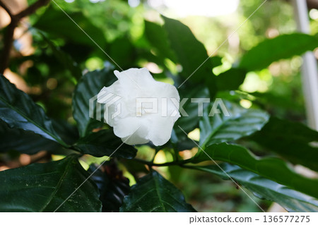 Blooming white gardenia jasminoides flowers in garden 136577275