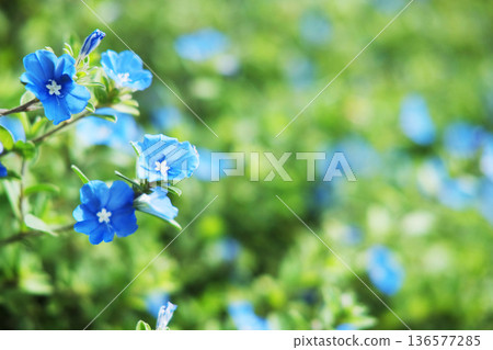 Fresh blooming blue veronica flowers on green field garden background. Copy space Fresh blooming blue veronica flowers on green field garden background. Copy space 136577285