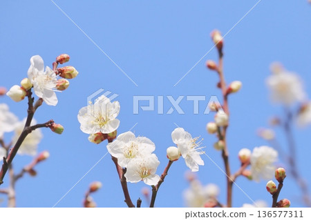 Plum blossoms and blue sky Plum blossoms and blue sky 136577311