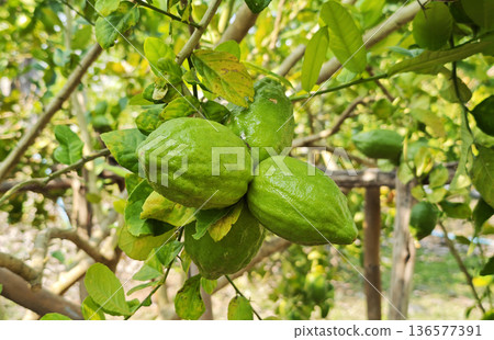 Green Lemons fruit in the garden Green Lemons fruit in the garden 136577391
