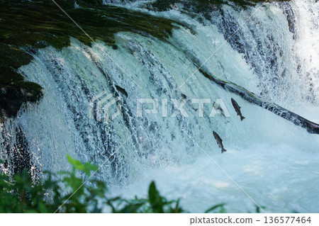 Sakura salmon swimming upstream at Sakura Falls 136577464