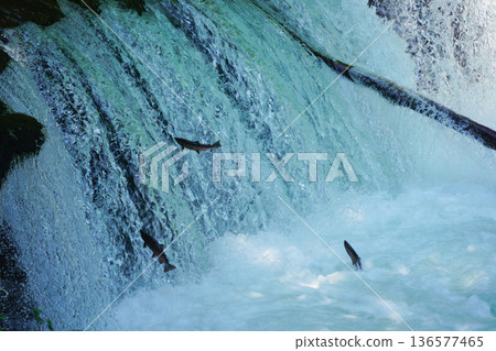 Sakura salmon swimming upstream at Sakura Falls 136577465