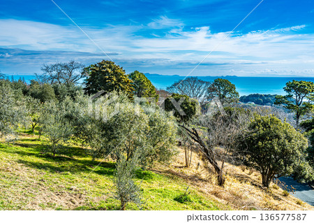 Winter olive orchards and the Seto Inland Sea 3 Setouchi City, Okayama Prefecture 136577587