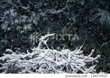 Remaining snow and snowflakes on the trees in the rural area in February 136577625