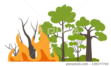 Burning forest spruces in fire flames, nature disaster concept illustration background. Vector illustration. 136577704