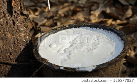 Close up Rubber latex white in bowl extracted from rubber tree plantation agriculture of asian for natural latex 136577827