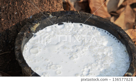 Close up Rubber latex white in bowl extracted from rubber tree plantation agriculture of asian for natural latex 136577828