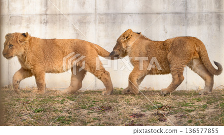 Lion cub holding its tail Lion cub holding its tail 136577855
