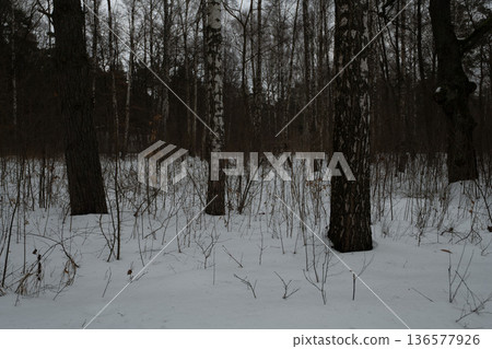 birch trees covered in snow birch trees covered in snow 136577926