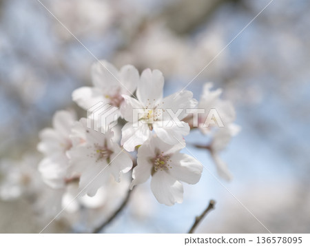 Cherry blossoms bathed in spring light 136578095