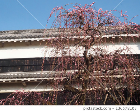 Kochi Castle's tiled wall and weeping plum trees (blue sky and pink plum trees on the plum tier) 136578105