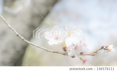 Cherry blossom Cherry blossom 136578111