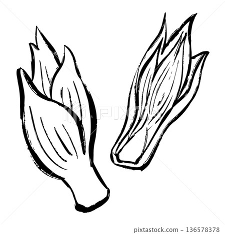 Myoga line drawing illustration 136578378