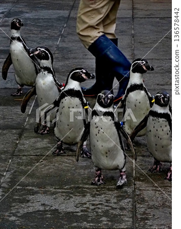 Scenery of Kinosaki Marine World Scenery of Kinosaki Marine World 136578442