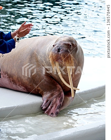 Scenery of Kinosaki Marine World 136578445