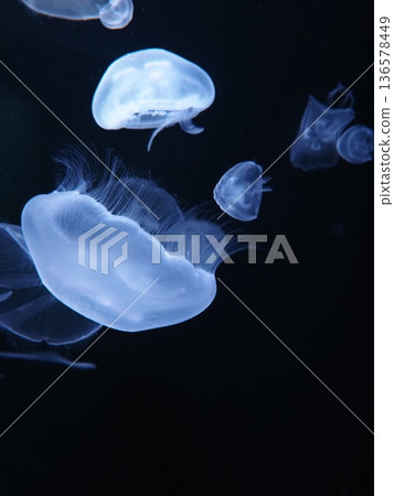 Scenery of Kinosaki Marine World 136578449