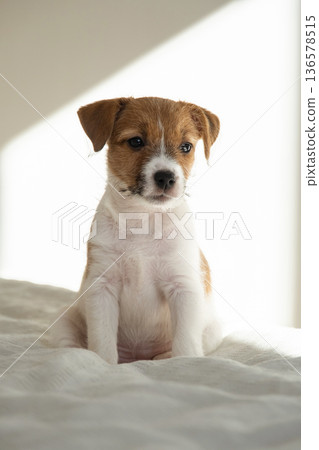 Cute puppy jack russell terrier dog sitting patiently. Cute puppy jack russell terrier dog sitting patiently. 136578515