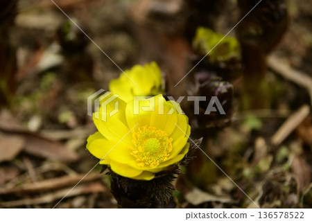 The Adonis flowers have bloomed! The Adonis flowers have bloomed! 136578522